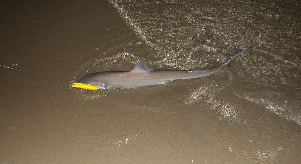6/14/2026 Dog Fish